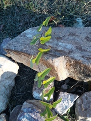 Dioscorea polystachya