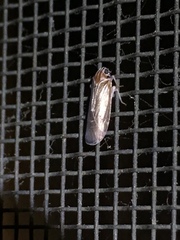 Synecdoche impunctata