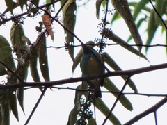 Dacnis lineata