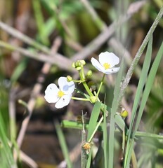Sagittaria graminea
