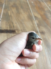 Camptostoma obsoletum