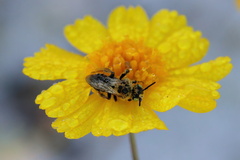 Hesperapis oraria