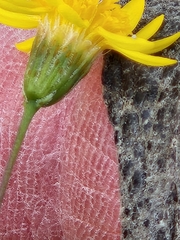 Thymophylla pentachaeta