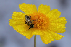 Hesperapis oraria