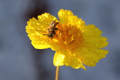 Hesperapis oraria