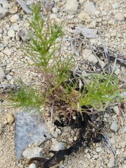 Thymophylla pentachaeta