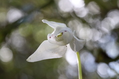 Codonorchis lessonii