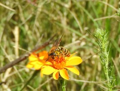 Xanthocampsomeris limosa