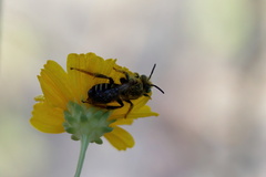 Hesperapis oraria