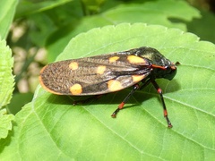 Mahanarva costaricensis