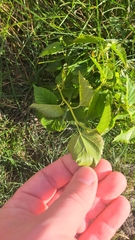 Ampelopsis cordata