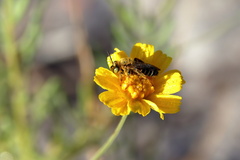 Hesperapis oraria
