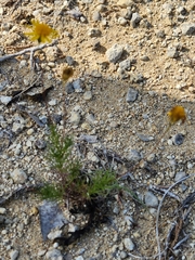 Thymophylla pentachaeta