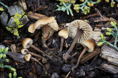 Macrocystidia cucumis latifolia