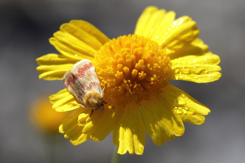 Fuller's flower moth photo 5
