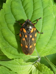 Mahanarva costaricensis