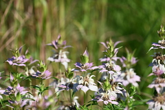 Monarda maritima