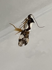 Machetis aphrobola