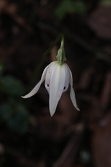Codonorchis lessonii