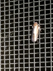 Synecdoche impunctata