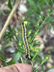 Cucullia convexipennis