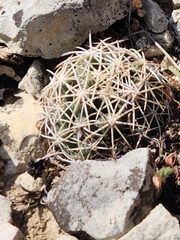 Coryphantha sulcata