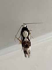 Machetis aphrobola