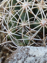 Coryphantha sulcata