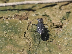 Cicindela ocellata