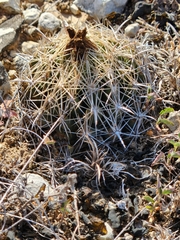 Coryphantha sulcata