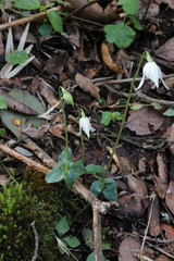 Codonorchis lessonii