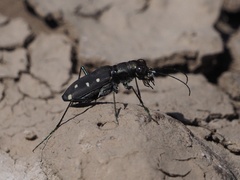 Cicindela ocellata