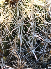 Coryphantha sulcata