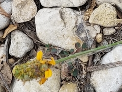 Ratibida columnifera