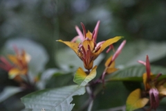 Pachystachys spicata