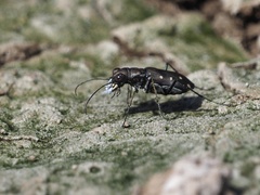 Cicindela ocellata