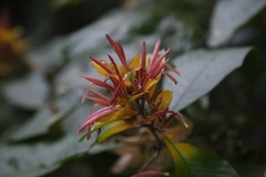 Pachystachys spicata