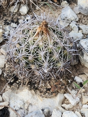 Coryphantha sulcata