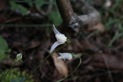 Codonorchis lessonii