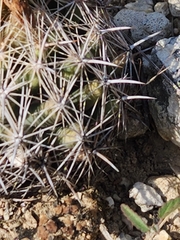 Coryphantha sulcata