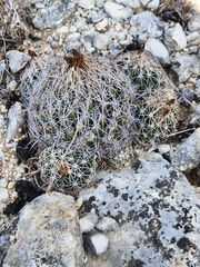 Coryphantha sulcata