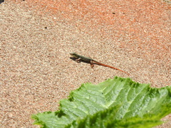 Aspidoscelis gularis