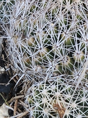 Coryphantha sulcata