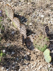 Opuntia macrorhiza