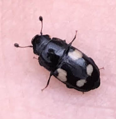 Glischrochilus quadrisignatus