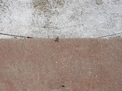 Aspidoscelis gularis