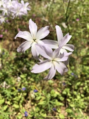 Leucocoryne ixioides