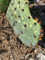 Opuntia macrorhiza