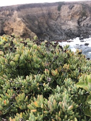 Malephora crocea