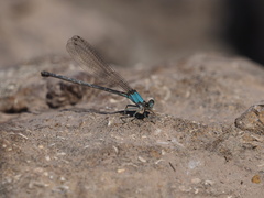 Argia apicalis